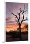 Awesome South Africa Collection - Savanna Tree at Sunrise-Philippe Hugonnard-Framed Photographic Print