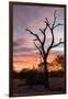 Awesome South Africa Collection - Savanna Tree at Sunrise-Philippe Hugonnard-Framed Photographic Print