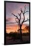 Awesome South Africa Collection - Savanna Tree at Sunrise-Philippe Hugonnard-Framed Photographic Print