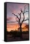 Awesome South Africa Collection - Savanna Tree at Sunrise-Philippe Hugonnard-Framed Stretched Canvas