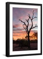 Awesome South Africa Collection - Savanna Tree at Sunrise-Philippe Hugonnard-Framed Photographic Print