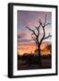 Awesome South Africa Collection - Savanna Tree at Sunrise-Philippe Hugonnard-Framed Photographic Print