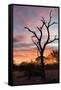 Awesome South Africa Collection - Savanna Tree at Sunrise-Philippe Hugonnard-Framed Stretched Canvas