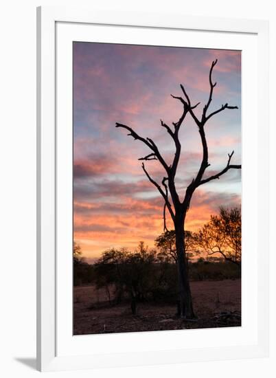 Awesome South Africa Collection - Savanna Tree at Sunrise-Philippe Hugonnard-Framed Photographic Print