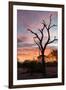 Awesome South Africa Collection - Savanna Tree at Sunrise-Philippe Hugonnard-Framed Photographic Print
