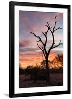 Awesome South Africa Collection - Savanna Tree at Sunrise-Philippe Hugonnard-Framed Photographic Print