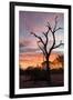 Awesome South Africa Collection - Savanna Tree at Sunrise-Philippe Hugonnard-Framed Photographic Print