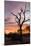 Awesome South Africa Collection - Savanna Tree at Sunrise-Philippe Hugonnard-Mounted Photographic Print