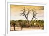 Awesome South Africa Collection - Savanna Tree at Sunset-Philippe Hugonnard-Framed Photographic Print