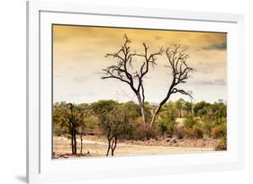 Awesome South Africa Collection - Savanna Tree at Sunset-Philippe Hugonnard-Framed Photographic Print