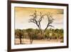 Awesome South Africa Collection - Savanna Tree at Sunset-Philippe Hugonnard-Framed Photographic Print