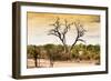 Awesome South Africa Collection - Savanna Tree at Sunset-Philippe Hugonnard-Framed Photographic Print