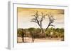 Awesome South Africa Collection - Savanna Tree at Sunset-Philippe Hugonnard-Framed Photographic Print