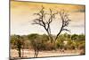 Awesome South Africa Collection - Savanna Tree at Sunset-Philippe Hugonnard-Mounted Photographic Print