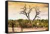 Awesome South Africa Collection - Savanna Tree at Sunset-Philippe Hugonnard-Framed Stretched Canvas