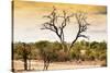 Awesome South Africa Collection - Savanna Tree at Sunset-Philippe Hugonnard-Stretched Canvas