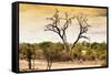 Awesome South Africa Collection - Savanna Tree at Sunset-Philippe Hugonnard-Framed Stretched Canvas