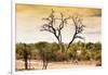 Awesome South Africa Collection - Savanna Tree at Sunset-Philippe Hugonnard-Framed Photographic Print