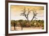 Awesome South Africa Collection - Savanna Tree at Sunset-Philippe Hugonnard-Framed Photographic Print