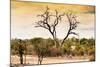 Awesome South Africa Collection - Savanna Tree at Sunset-Philippe Hugonnard-Mounted Photographic Print