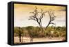 Awesome South Africa Collection - Savanna Tree at Sunset-Philippe Hugonnard-Framed Stretched Canvas