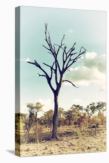 Awesome South Africa Collection - Savanna Tree III-Philippe Hugonnard-Stretched Canvas
