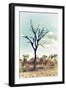 Awesome South Africa Collection - Savanna Tree III-Philippe Hugonnard-Framed Photographic Print