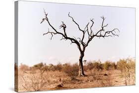 Awesome South Africa Collection - Savanna Tree IX-Philippe Hugonnard-Stretched Canvas