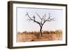 Awesome South Africa Collection - Savanna Tree IX-Philippe Hugonnard-Framed Photographic Print