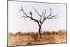 Awesome South Africa Collection - Savanna Tree IX-Philippe Hugonnard-Mounted Photographic Print