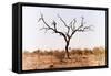 Awesome South Africa Collection - Savanna Tree IX-Philippe Hugonnard-Framed Stretched Canvas