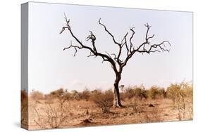 Awesome South Africa Collection - Savanna Tree IX-Philippe Hugonnard-Stretched Canvas