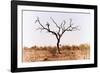 Awesome South Africa Collection - Savanna Tree IX-Philippe Hugonnard-Framed Photographic Print