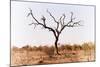 Awesome South Africa Collection - Savanna Tree IX-Philippe Hugonnard-Mounted Photographic Print