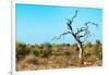 Awesome South Africa Collection - Savanna Tree VII-Philippe Hugonnard-Framed Photographic Print