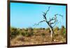 Awesome South Africa Collection - Savanna Tree VII-Philippe Hugonnard-Framed Photographic Print