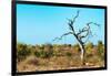 Awesome South Africa Collection - Savanna Tree VII-Philippe Hugonnard-Framed Photographic Print