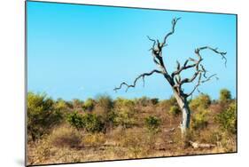 Awesome South Africa Collection - Savanna Tree VII-Philippe Hugonnard-Mounted Photographic Print