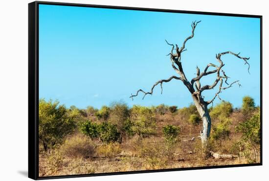 Awesome South Africa Collection - Savanna Tree VII-Philippe Hugonnard-Framed Stretched Canvas