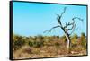 Awesome South Africa Collection - Savanna Tree VII-Philippe Hugonnard-Framed Stretched Canvas