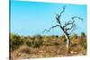 Awesome South Africa Collection - Savanna Tree VII-Philippe Hugonnard-Stretched Canvas