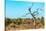 Awesome South Africa Collection - Savanna Tree VII-Philippe Hugonnard-Stretched Canvas