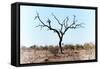 Awesome South Africa Collection - Savanna Tree VIII-Philippe Hugonnard-Framed Stretched Canvas