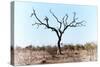 Awesome South Africa Collection - Savanna Tree VIII-Philippe Hugonnard-Stretched Canvas