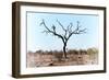 Awesome South Africa Collection - Savanna Tree VIII-Philippe Hugonnard-Framed Photographic Print