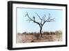 Awesome South Africa Collection - Savanna Tree VIII-Philippe Hugonnard-Framed Photographic Print