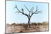 Awesome South Africa Collection - Savanna Tree VIII-Philippe Hugonnard-Mounted Photographic Print