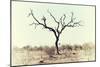 Awesome South Africa Collection - Savanna Tree X-Philippe Hugonnard-Mounted Photographic Print