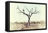 Awesome South Africa Collection - Savanna Tree X-Philippe Hugonnard-Framed Stretched Canvas