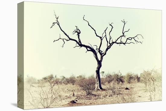 Awesome South Africa Collection - Savanna Tree X-Philippe Hugonnard-Stretched Canvas